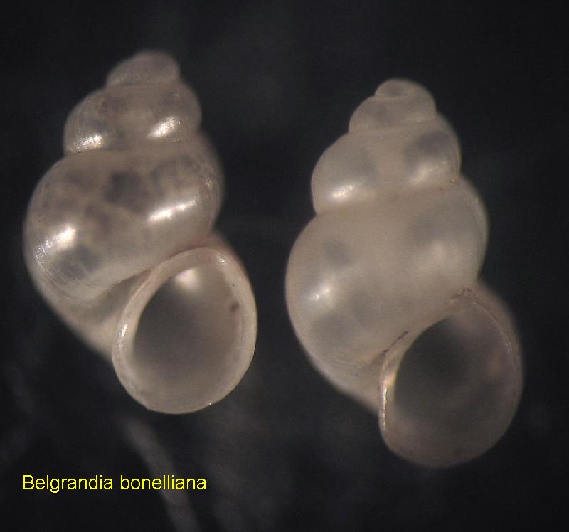 Belgrandia bonelliana